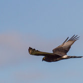 Black Harrier at Felicita Farm